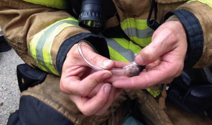 Пожарные спасли хомячков при помощи кислородных масок (3 фото)