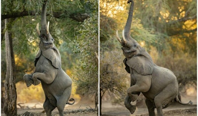 Слоновья акробатика: чего только не сделаешь ради вкусняшки (10 фото)