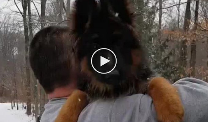 Don't be afraid, it's just snow and I will save you. German Shepherd tries to save his owner from the snow