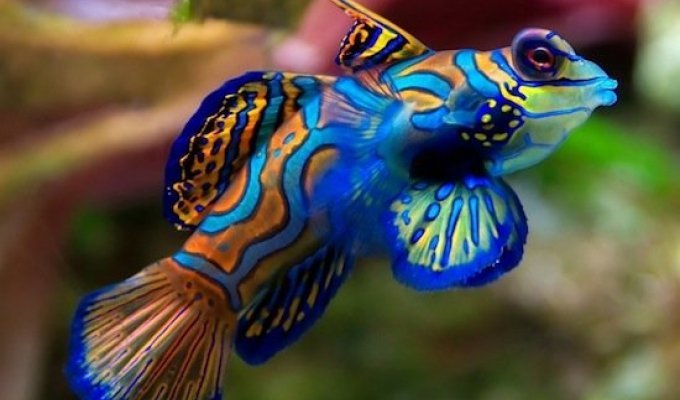 Самая разноцветная рыбка в мире - Мандаринка (14 фото)