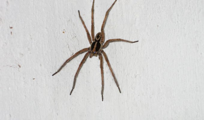 Арахнофобия: почему мы боимся пауков