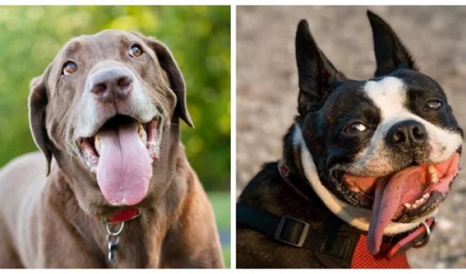 30 dogs that stuck out their tongues and became rock stars (31 photos)