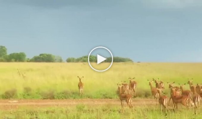 Sudden attack of a leopard on an antelope