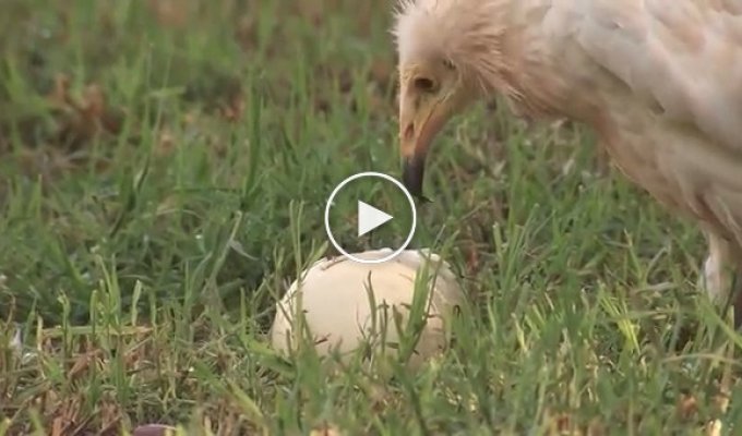 Стервятник разбивает страусиное яйцо при помощи камня