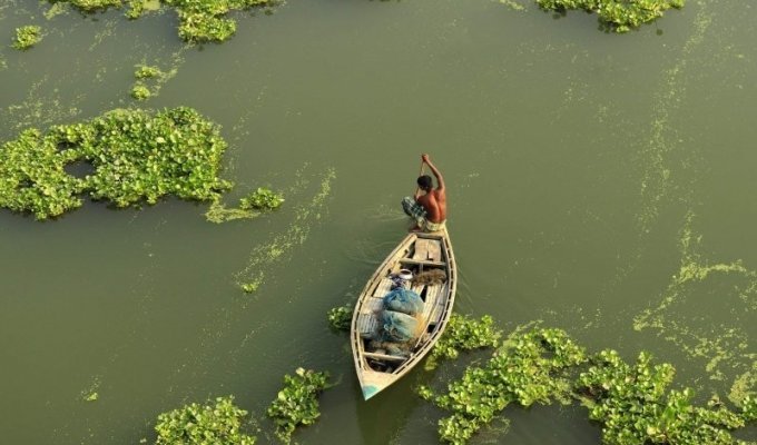 Как выдры в Бангладеш помогают рыбакам ловить рыбу (12 фото)
