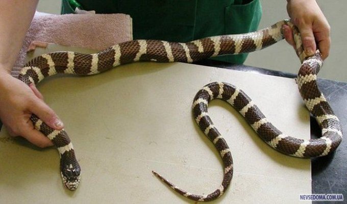 Голодающая змея (2 фото)