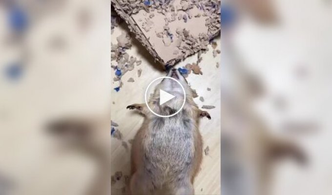 Пищуха устроила полный разгром в коробке