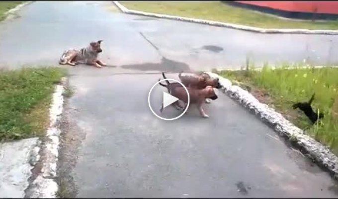 Нападение собак на несчастного котика