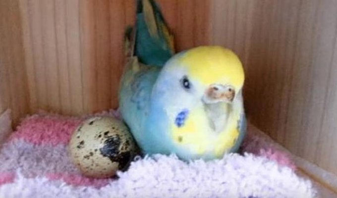 The girl decided to try to save a quail egg with the help of a parrot
