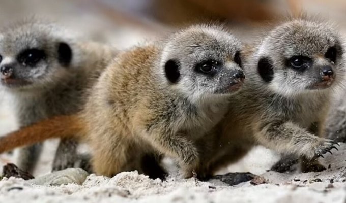Charming meerkats were born in a Scottish safari park (4 photos + 2 videos)
