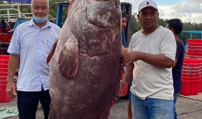 В Малайзии мужчина поймал рыбу весом в 161 кг (1 фото)