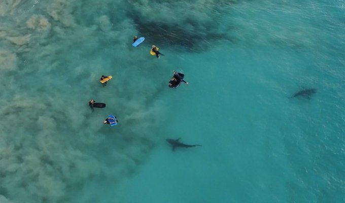 4 hundred sharks swam up to carefree schoolchildren underwater (9 photos)