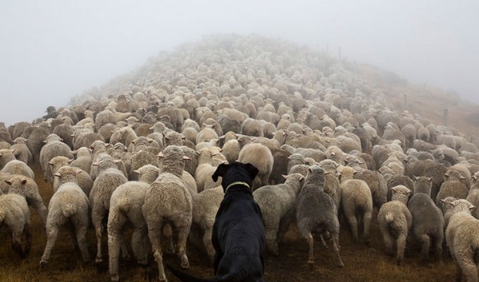Самые трудолюбивые собаки мира (20 фото)