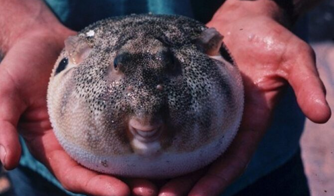 Northern pufferfish: a toxic delicacy (8 photos)