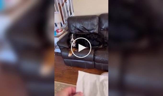 Пес пытается не выдать себя