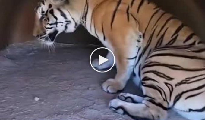 Как просыпается огромный тигр