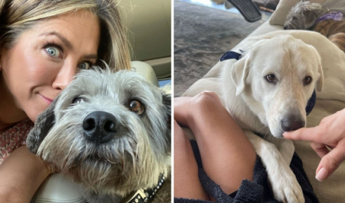 Celebrities and their favorite pets (15 photos)