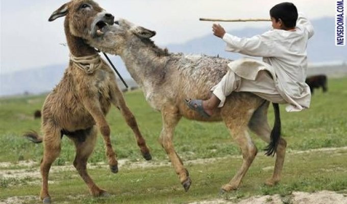 Афганские боевые ослы (3 фотографии)