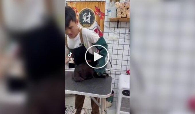Кот, который ненавидит грумеров