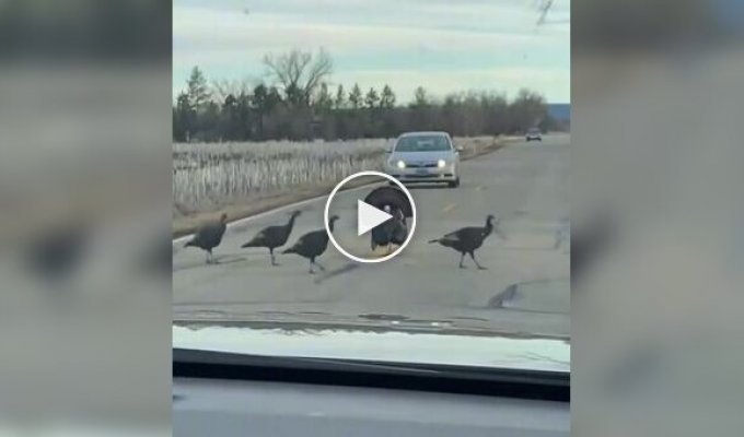 Выглядят умнее многих людей