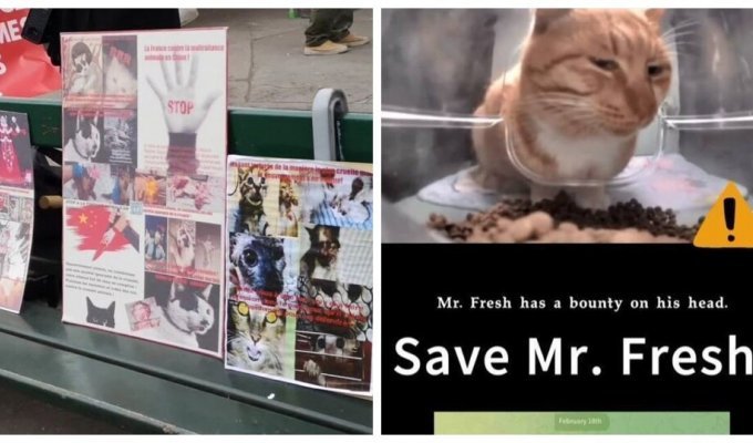 Animal rights activists called on the Chinese government to stop the torture of cats (3 photos + 2 videos)