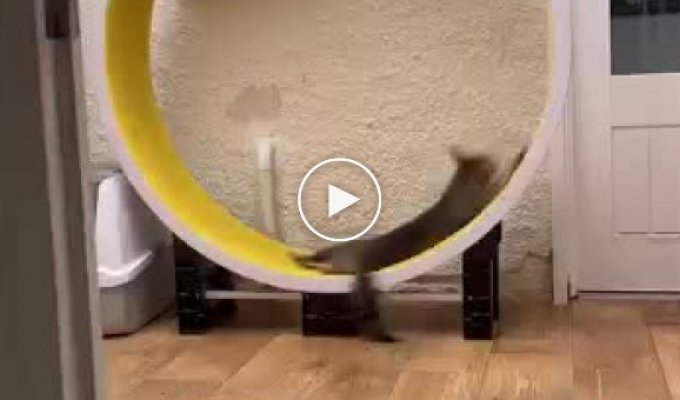 Кошка использует беговое колесо в качестве аттракциона