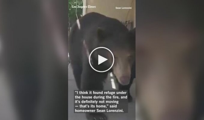 Guy Returns Home from Vacation to Find a Bear There