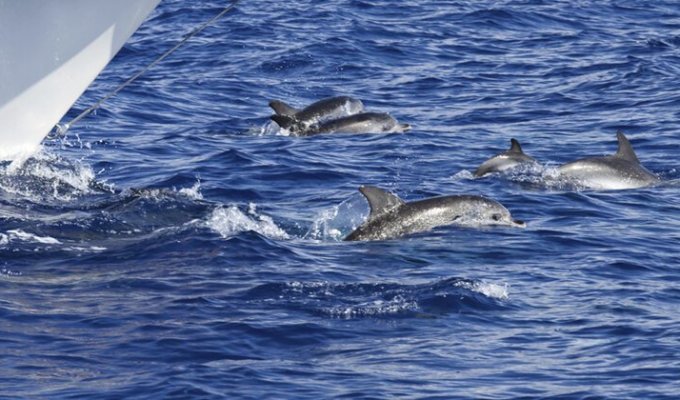 Почему дельфины следуют за кораблем? (1 фото + 1 видео)