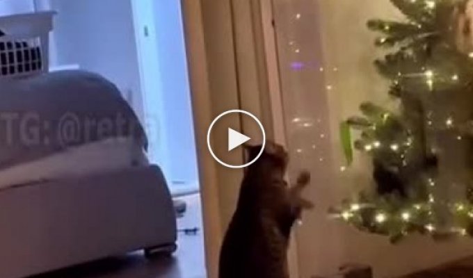Коты против елок: скоро во всех домах