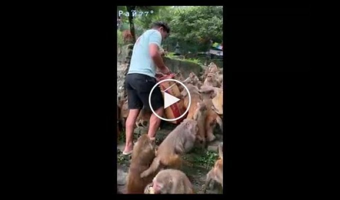 Видео с кормлением полчищ обезьян бананами