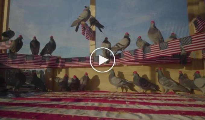 В Лас-Вегасе голуби стали поддерживать Трампа