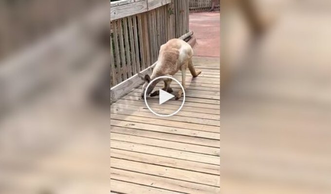 Как выглядит и передвигается очень старый кенгуру