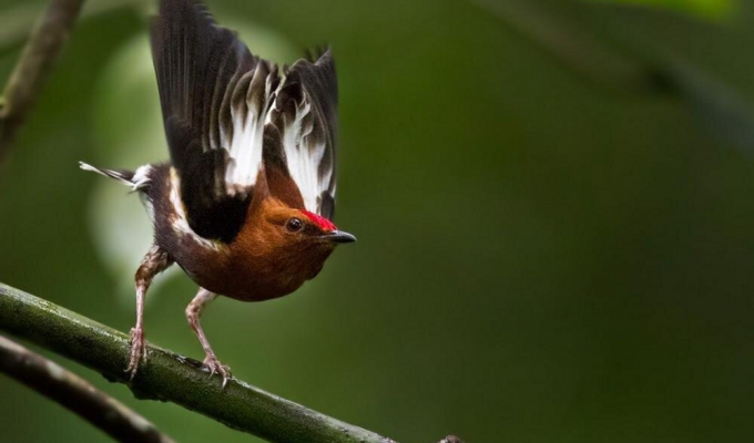 A bird that sings with its wings (7 photos + 1 video)