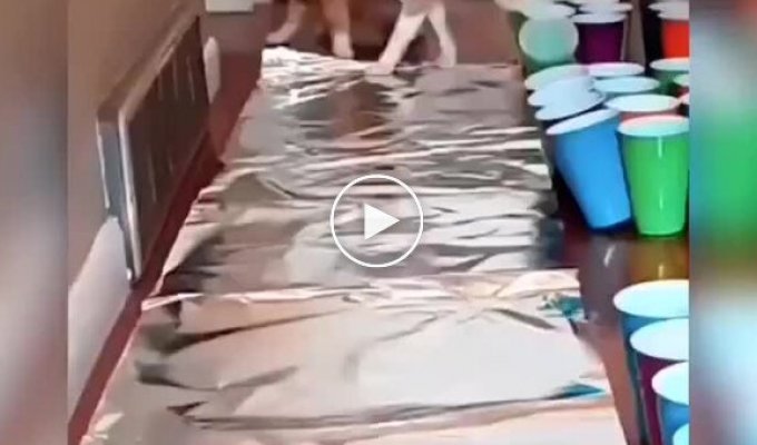 Коти та фольга – дивне, але часто кумедне поєднання