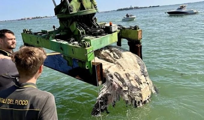 A giant sunfish blocked a canal: the carcass weighing over a ton had to be removed by firefighters (3 photos + 1 video)