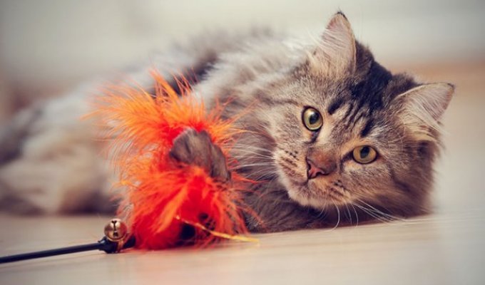 Іграшки для кота: чим потішити домашнього улюбленця