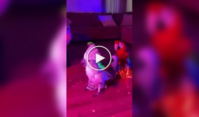 Хозяйка попугаев превратила своих питомцев в настоящих исполнителей восточных танцев