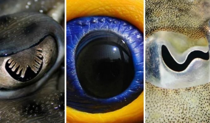 10 amazing-looking animal pupils that make it hard to tell who owns them (11 photos)