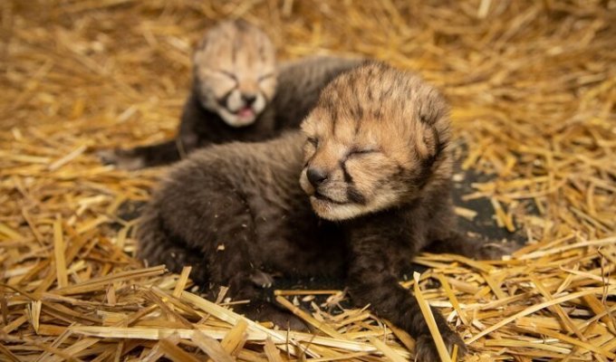 Первые детеныши гепарда, рожденные в результате ЭКО (3 фото + 1 видео)