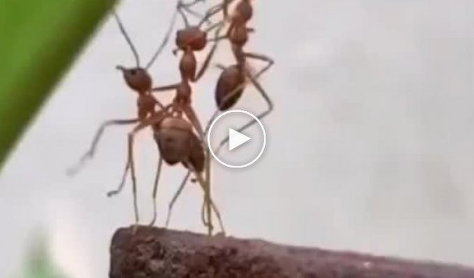 Грустное видео об одном муравье
