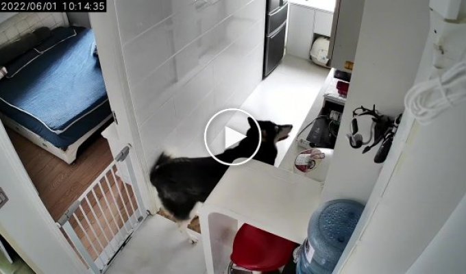 В Китае хозяин научил своего пса готовить еду