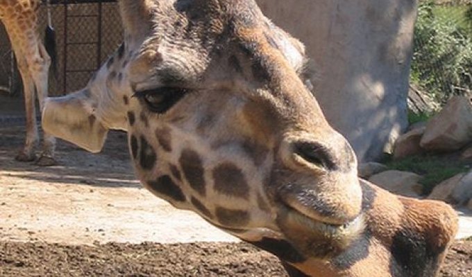 Жираф с неправильной шеей (11 фото)
