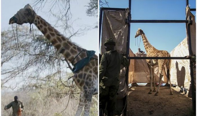 В Кении спасли жирафа, который застрял на затопленном острове (10 фото + 1 видео)