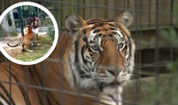 Police are looking for an American woman who teased a tiger (4 photos + 1 video)