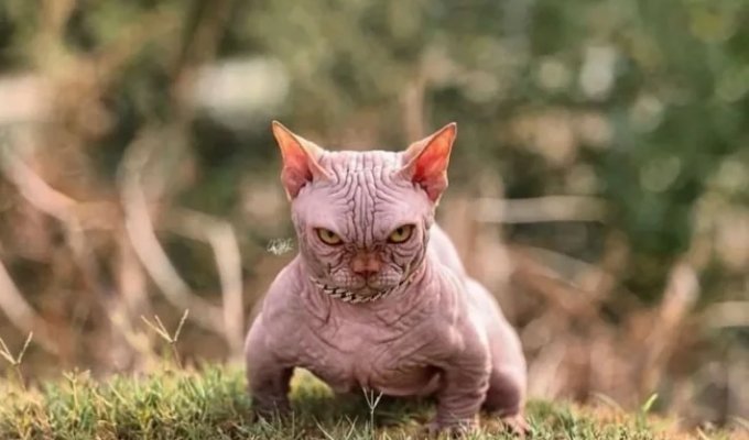 Zoologists have bred the ugliest breed of cats (3 photos + 1 video)