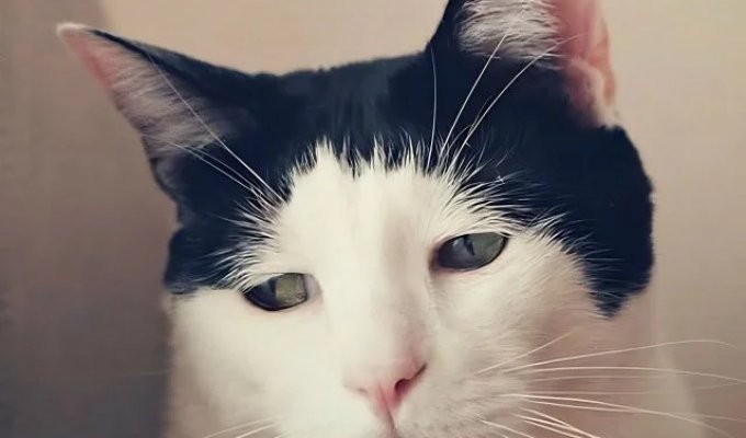 The world's saddest cat lives in Japan (8 photos)