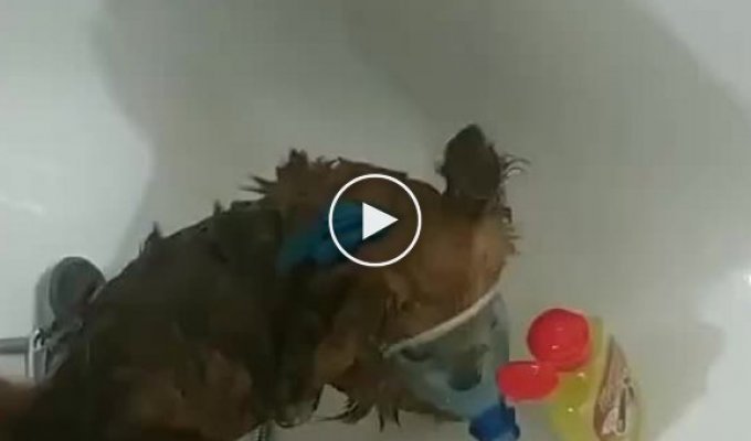 An interesting way to wash an angry dog
