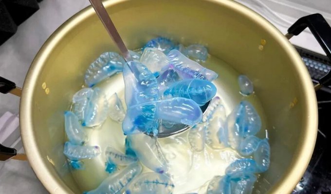 Ютубер відловив і з'їв смертоносну медузу заради лайків (3 фото + 1 відео)