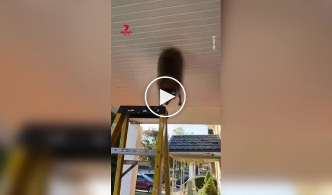 Енот застрял в потолке