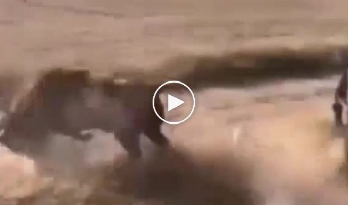 A violent bull tore off a car door and did a somersault